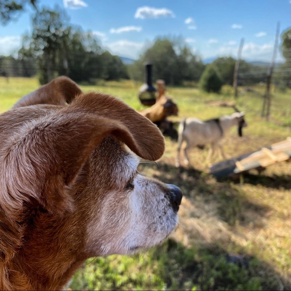 Meet your Posher, Sara - Picture 4 of 8